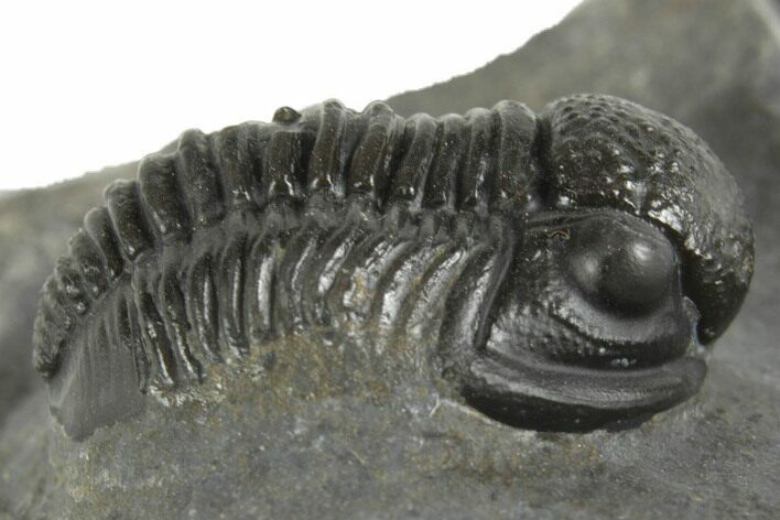 Detailed Gerastos Trilobite Fossil - Morocco #377316
